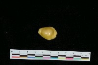 藏品(黃寶螺)的圖片